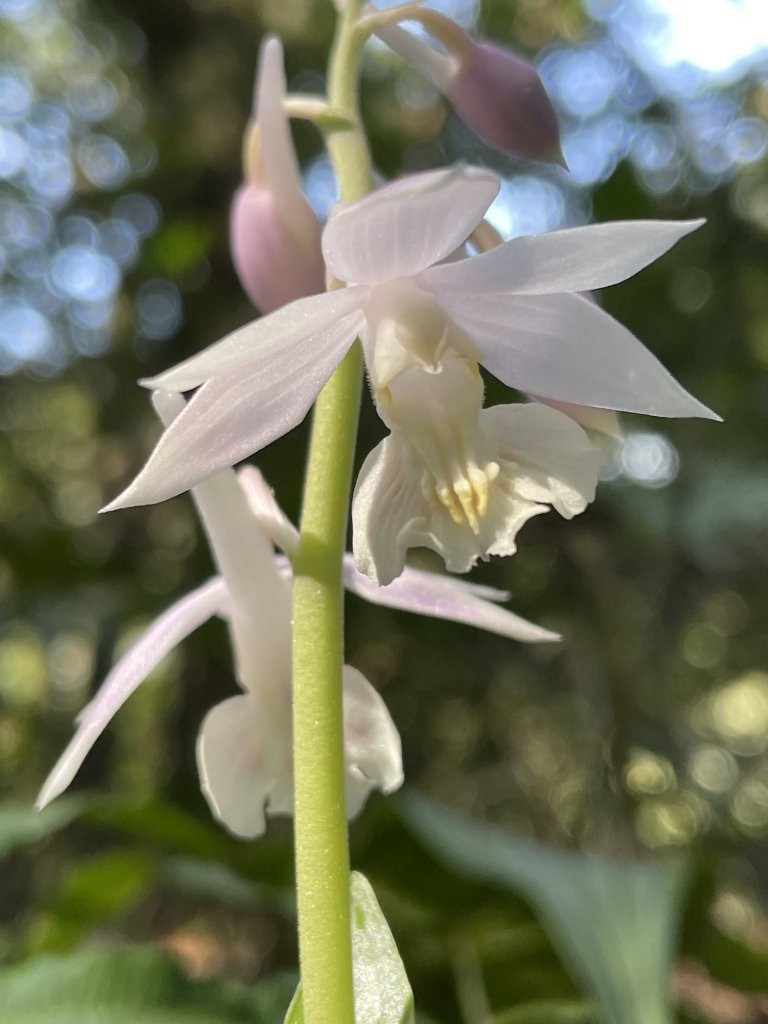 2020/03/12 那結山＆貴妃山 O形縱走_1650308