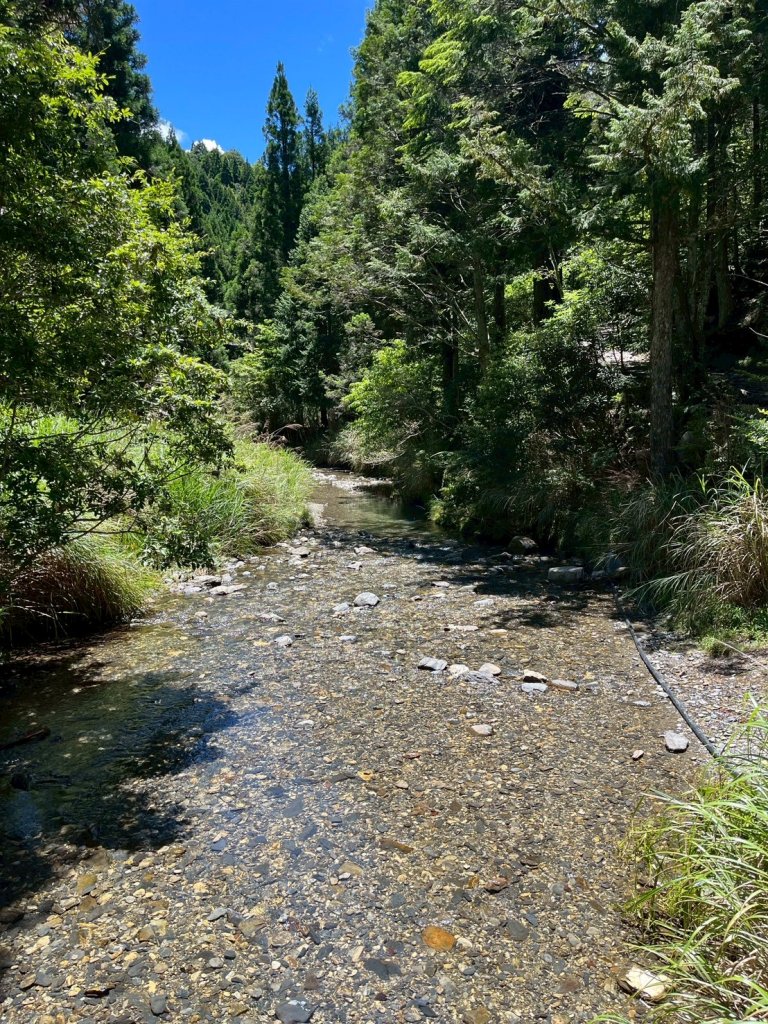 新竹 五峰 觀霧國家森林遊樂區 大鹿林道西線 榛山步道_2811383
