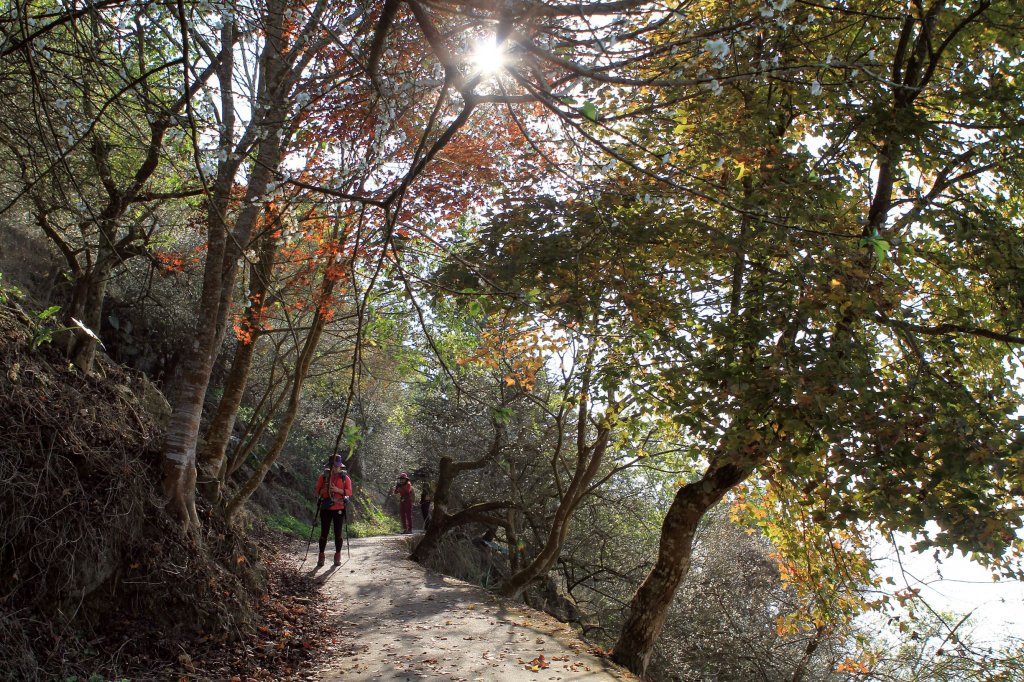 【臺南~楠西】梅嶺賞梅二~梅峰古道_1247034