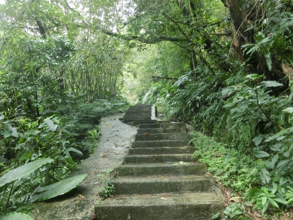 指南茶路賞花趣_253073