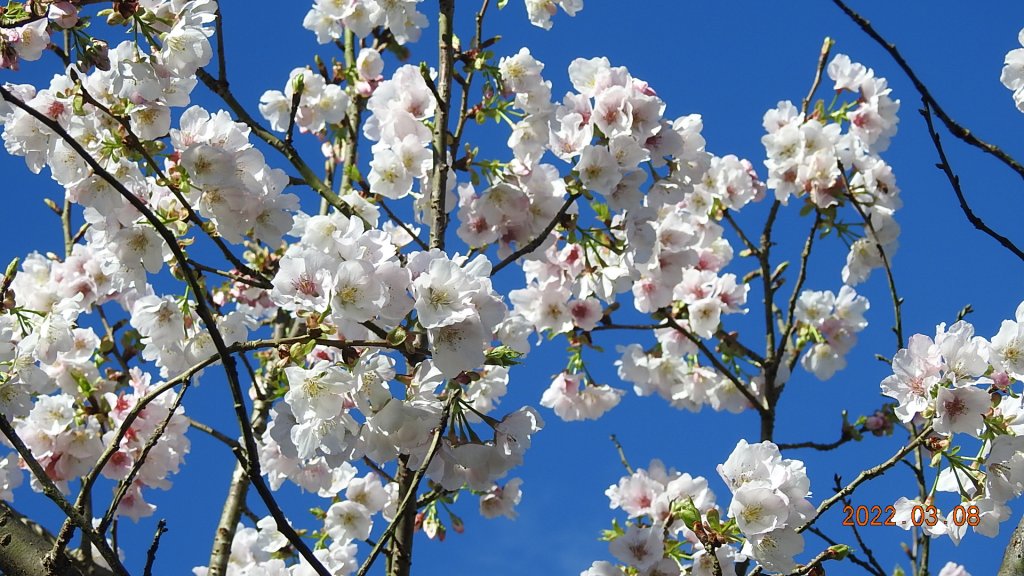 春暖花開，鳥語花香_1634011