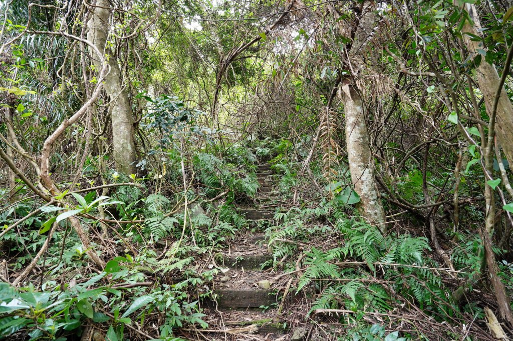 新北 烏來 大刀山、拉樸山、阿玉溪山_2704949