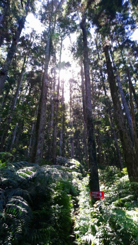 雲森瀑布（組合山）_445180