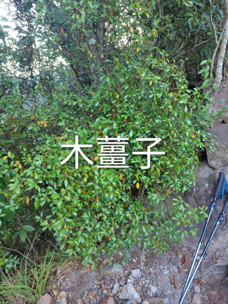 唐麻丹山 蝴蝶谷_2918786