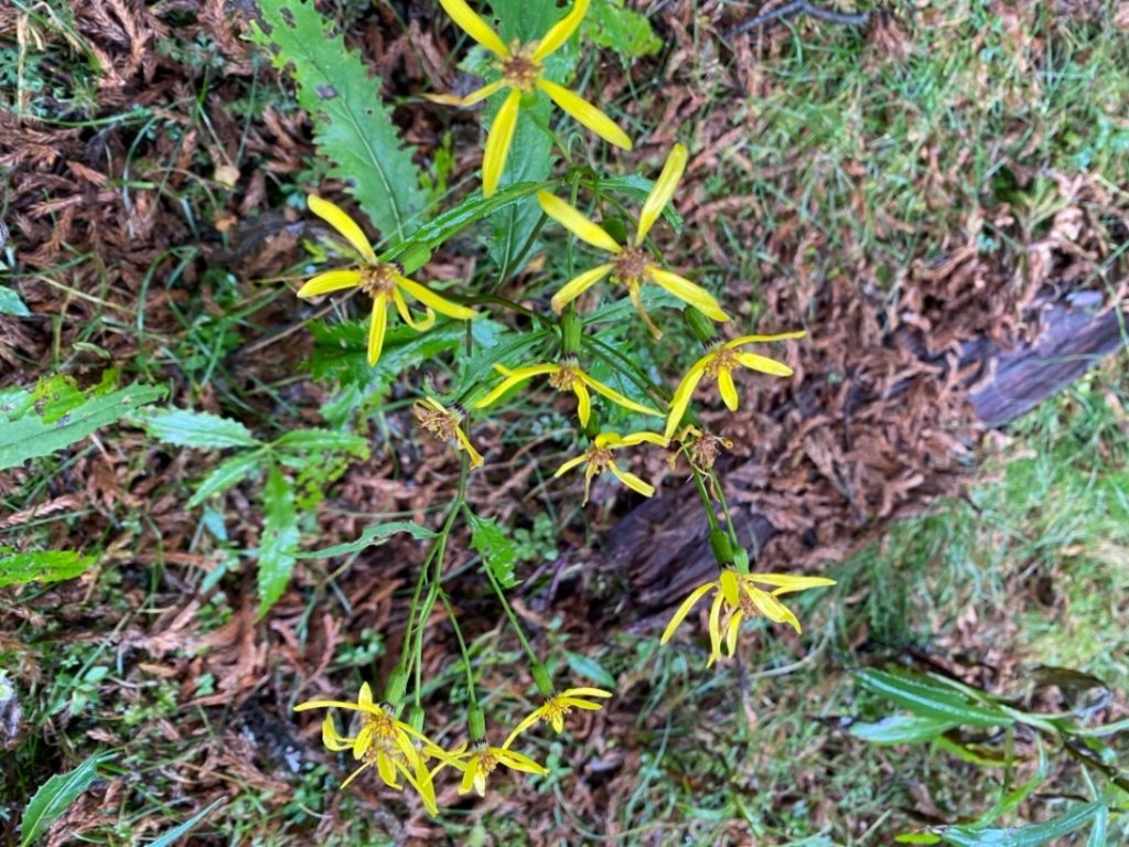 馬博橫斷完百行_1489907