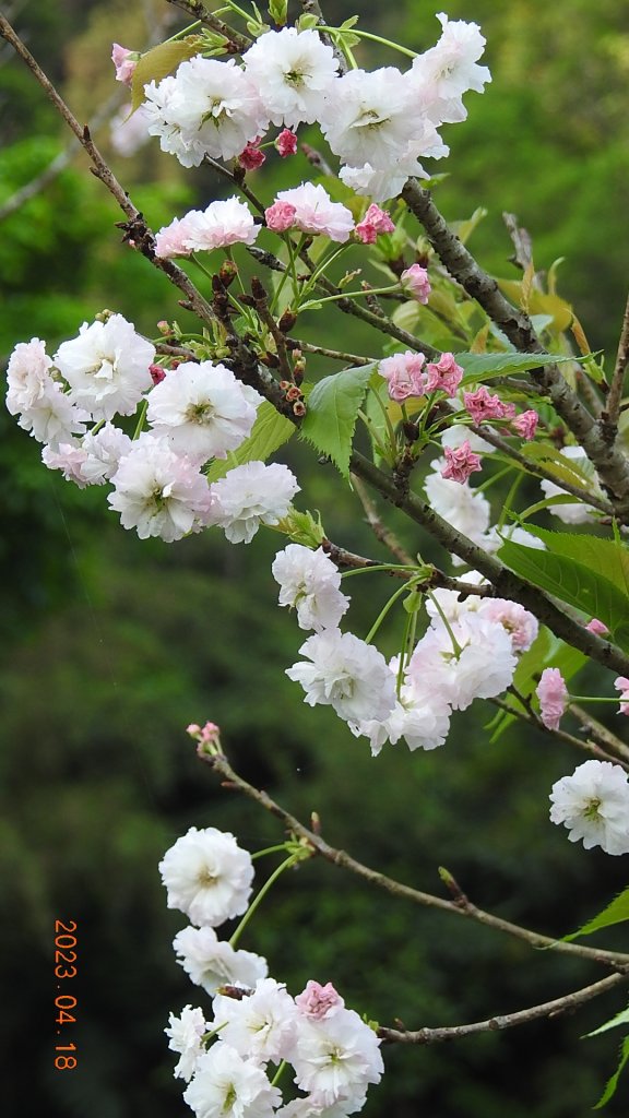 石碇十三股山/小格頭日出雲海+賞 #西施花 #松月櫻 孤挺花&桐花_2119037
