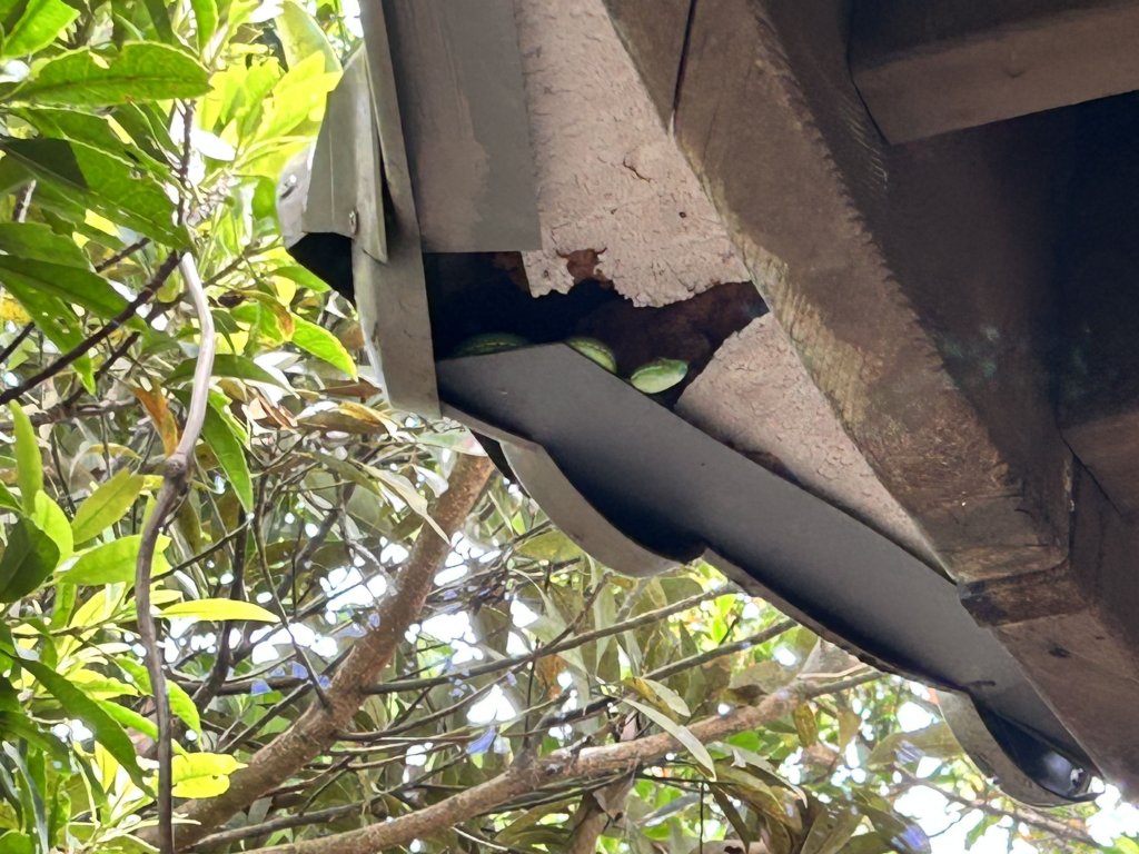 觀音山、尖山（占山）登山步道_2151265