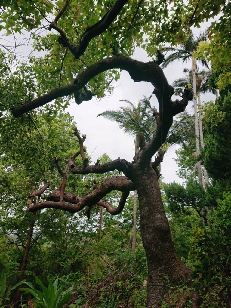 天母水管路步道、紗帽山、七星山來回走_1662158
