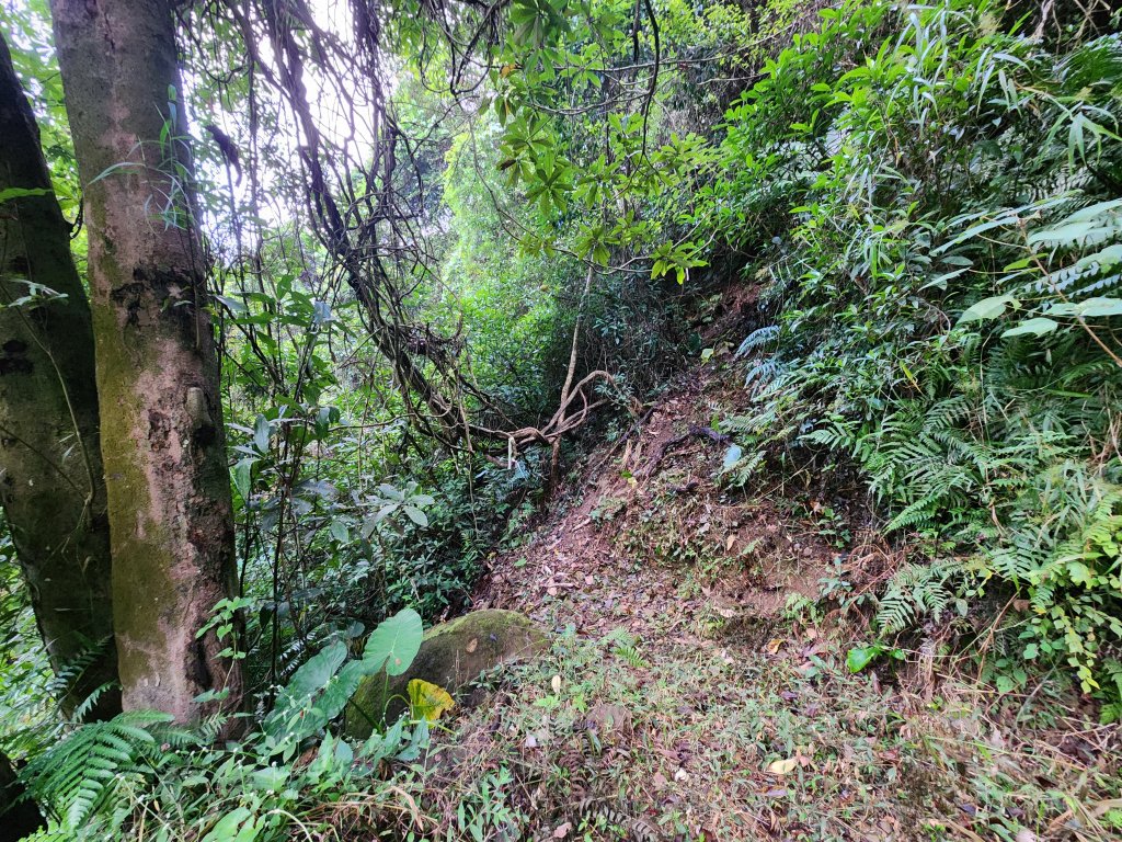 20241215富浪波山鹹菜棚街與打牛崎步道_2691603