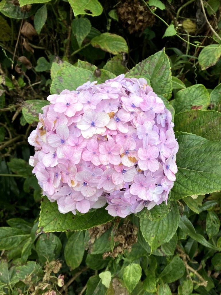 2023-09-30 頂石棹 雲之道_2300737