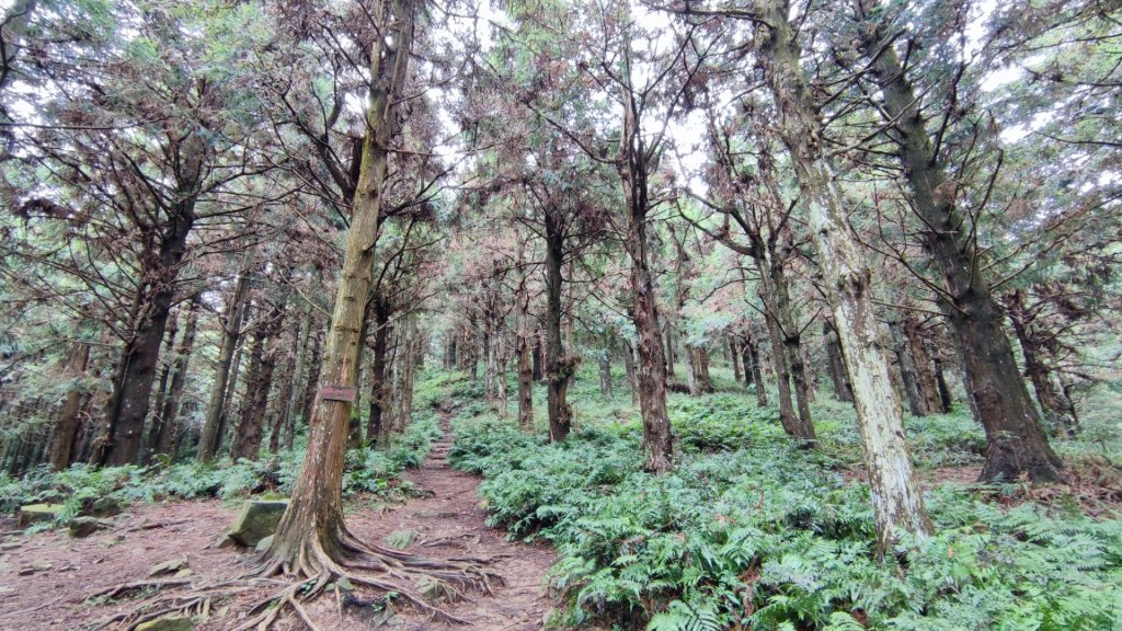 長壽山（肥崠山）鎮山之羊與飛鷹封面圖