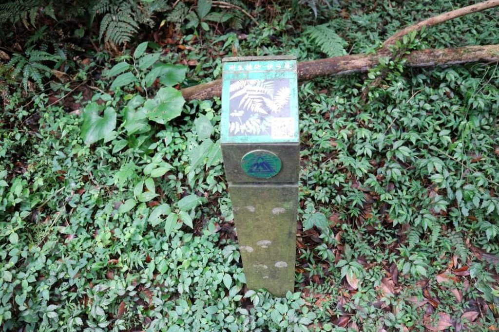 陽明山  菜公坑山 反經石   水車寮步道。林木蓊鬱  豐富的蕨類植披，絕佳避暑古道_2174072