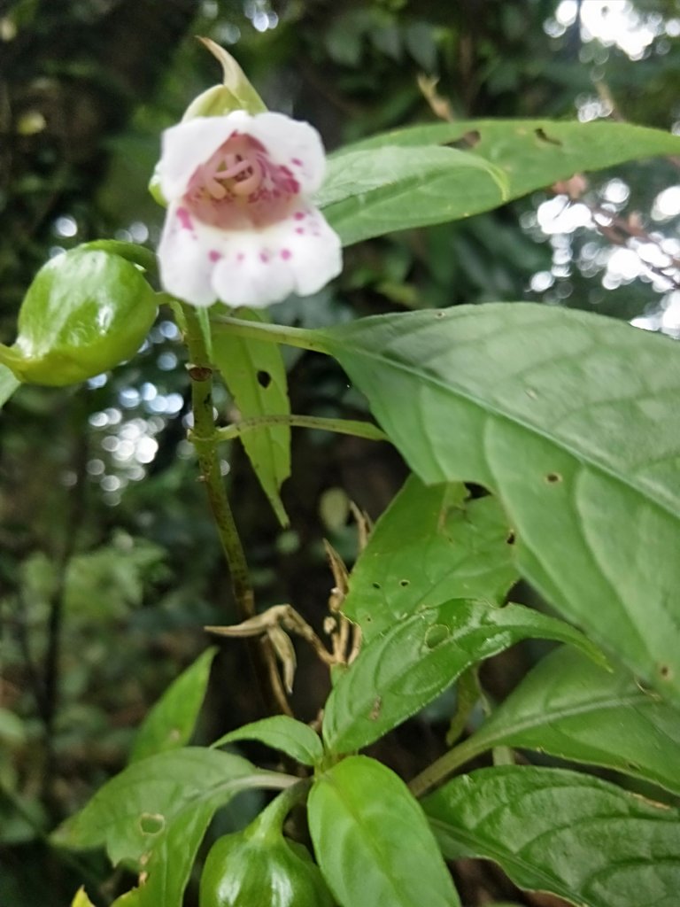 202009 菜公坑山，二子坪步道逛逛_1103185