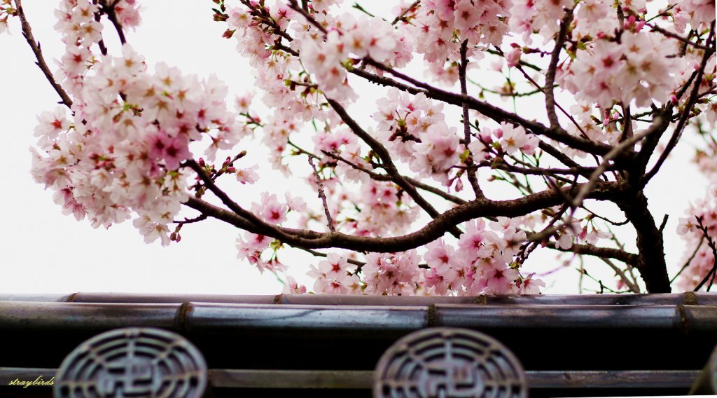 櫻花季的尾聲~在東方寺慢慢的品花落的聲音_910692