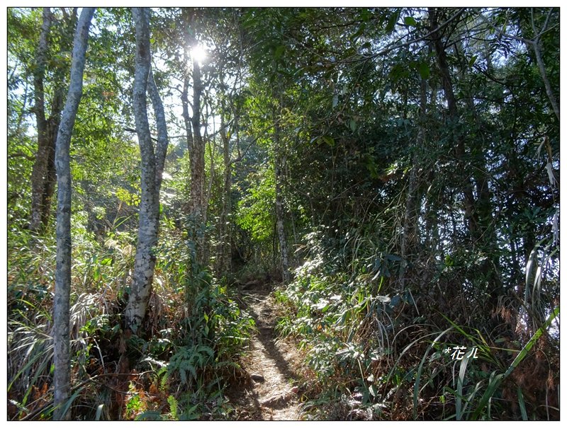 唐麻丹山/裡冷步道_868390