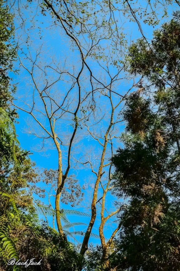 貓囒山自然步道_293531