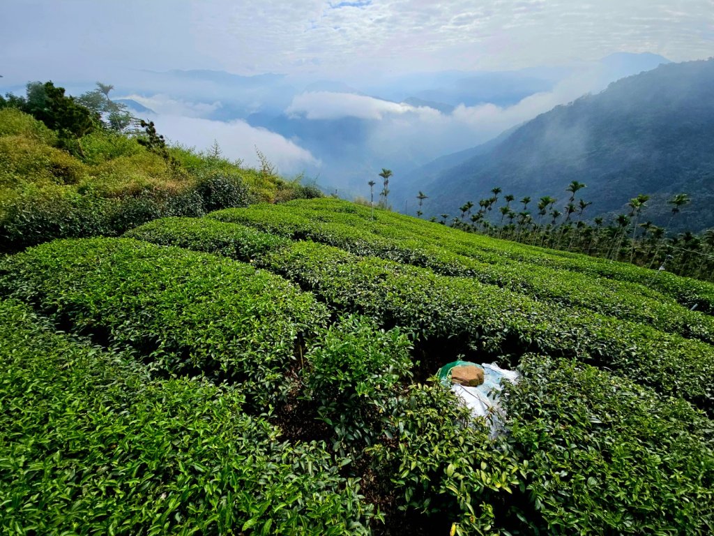 挑筍古道(大尖山、後棟仔山步道)--(雲林)臺灣百大必訪步道_2955749