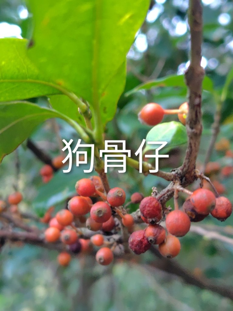 唐麻丹山 蝴蝶谷_2918781