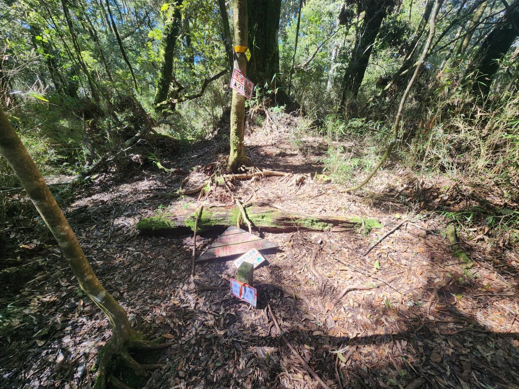 20250216水社大山潭南線_2746124