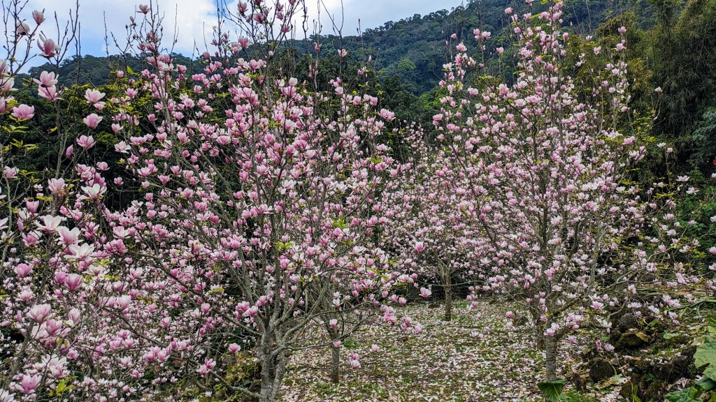 天元宮,楓樹湖,北新庄,淡水老街_2430300