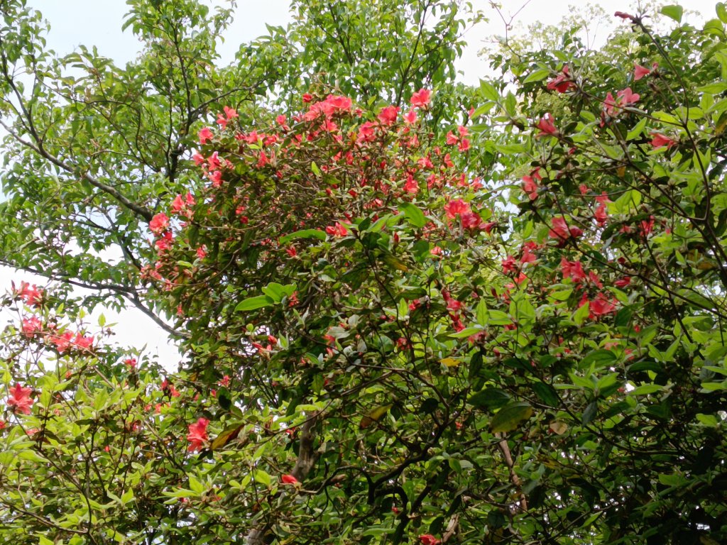 瑞芳區後凹古道+金字碑古道+三貂嶺山+三貂大崙O型封面圖
