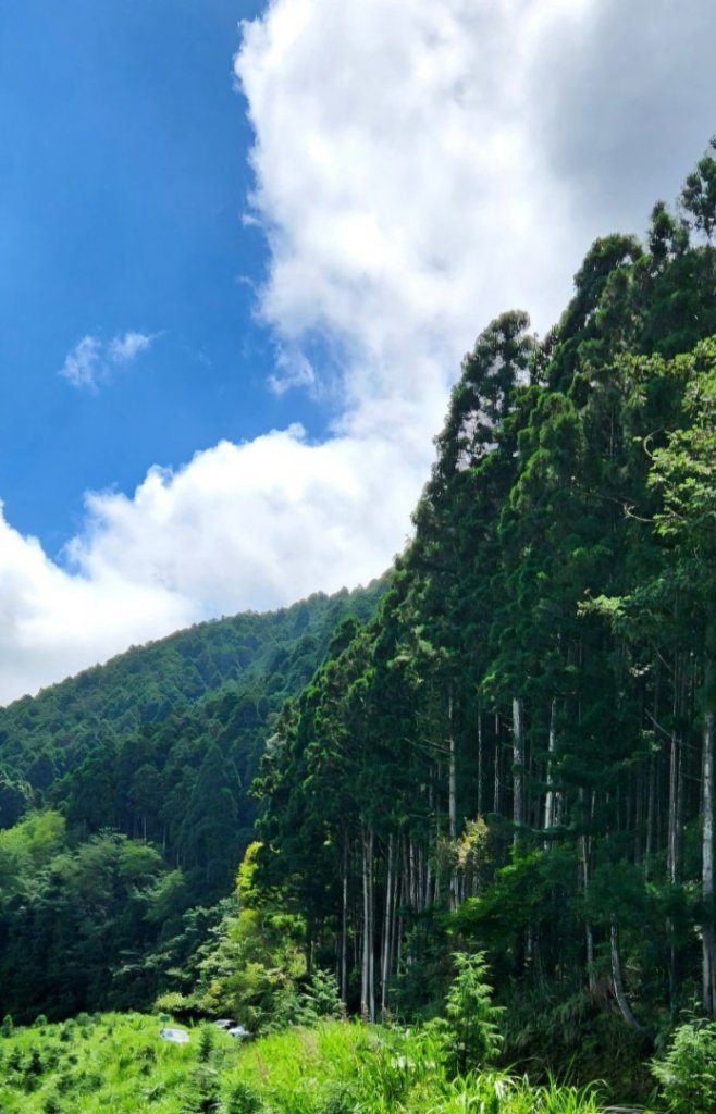 【中級山】來過一次，你不會忘記它的名字，新竹油羅山_2743726