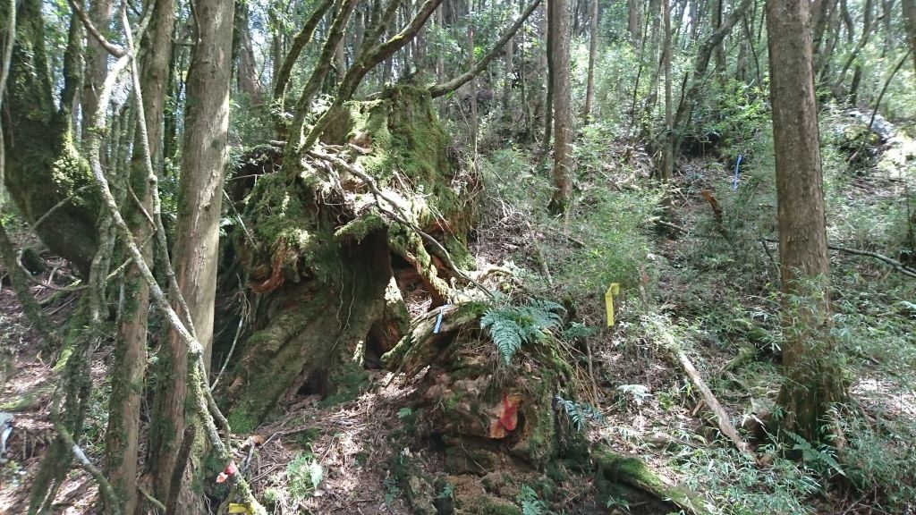 106.04.03自忠山、水山東峰、北霞山_111297