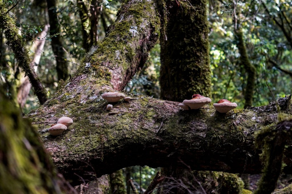 戒茂斯上嘉明湖三天兩夜_2769386