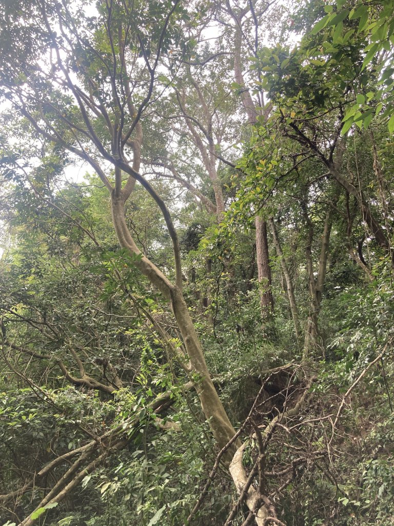 飛鳳山登山步道_2459547