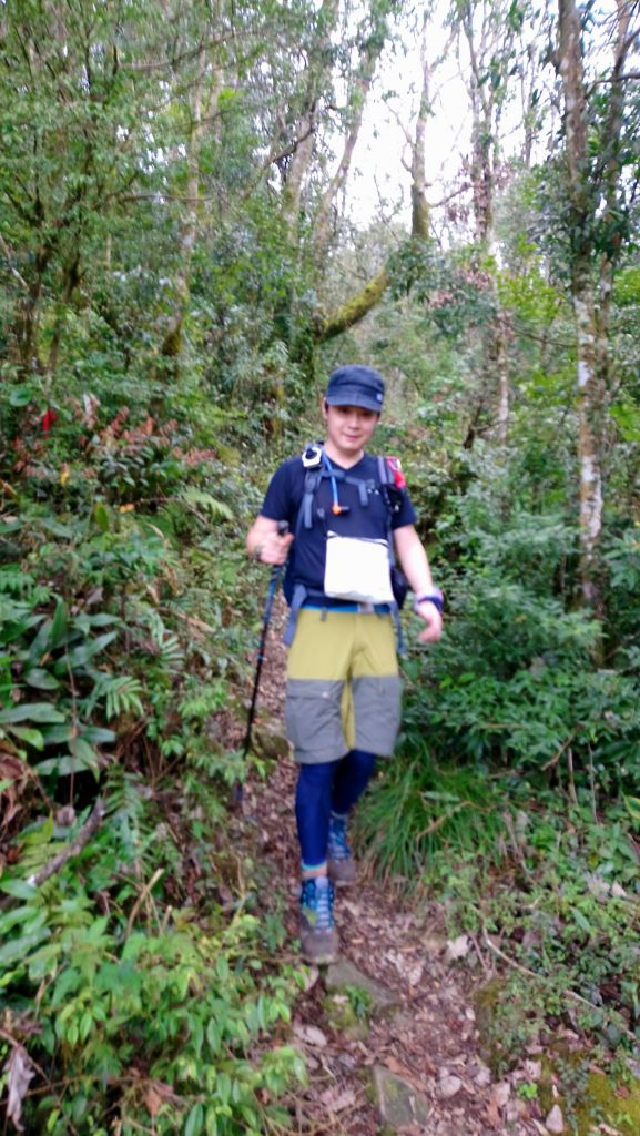 米羅山之木_292522