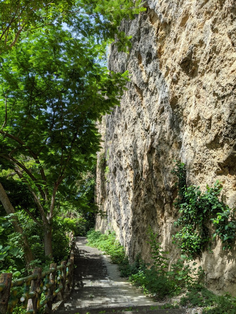 20200628雞冠山自然生態步道_1013087