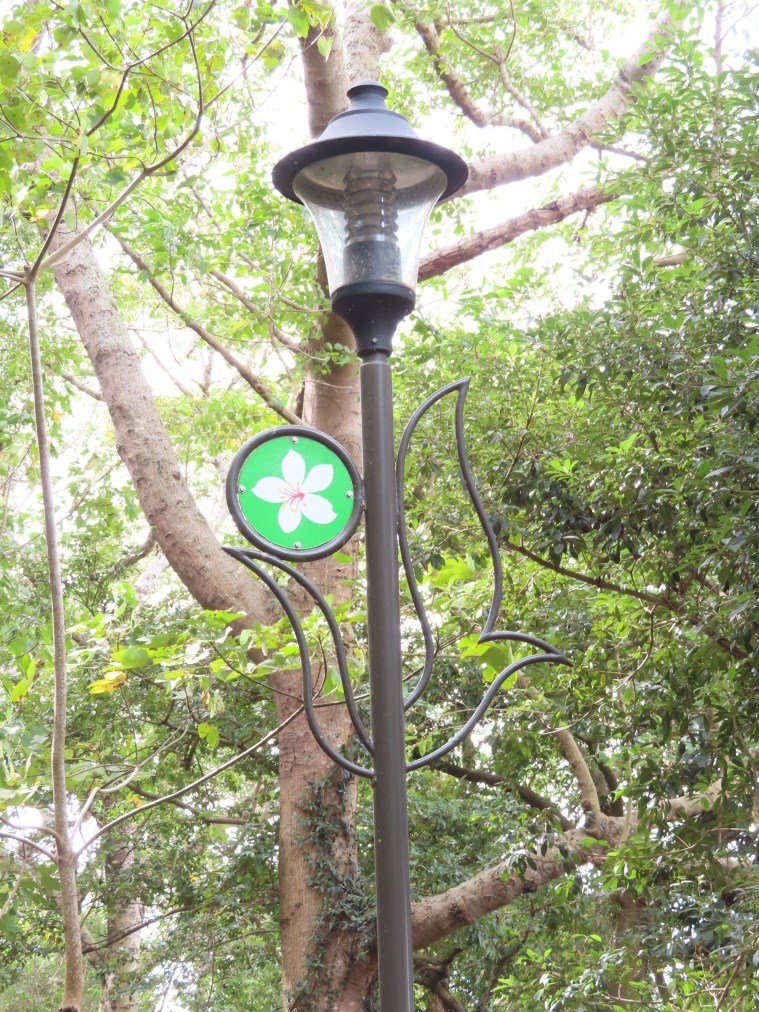 水流東桐花步道_1900262