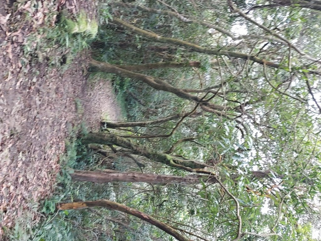 新店獅仔頭山_1966091