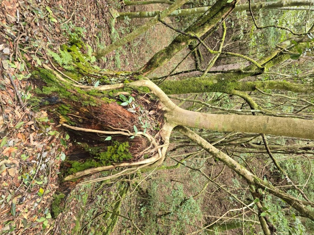 谷關七熊馬崙山_2748799