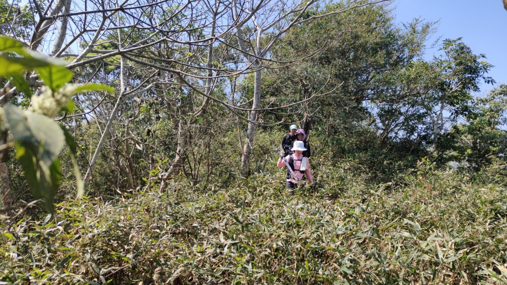 田良井山六連峰(屏東三地門) 探勘初體驗2025年3月9日_2731536