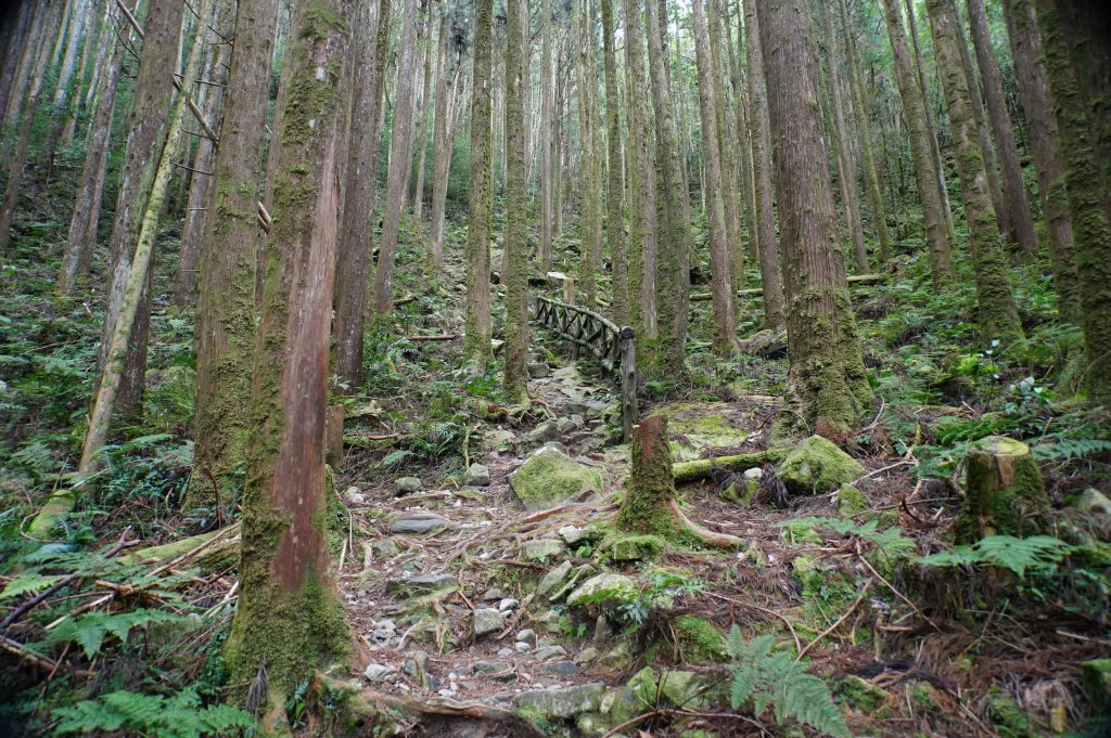 臺中 和平 橫嶺山、沙蓮山、笛吹山_2974921
