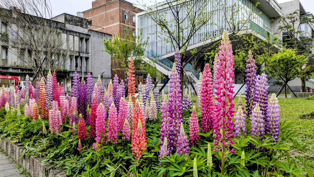 《西江月。魯冰花艷台大》_2725805