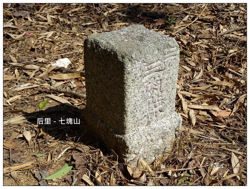 后里/七塊山賞花_1617040