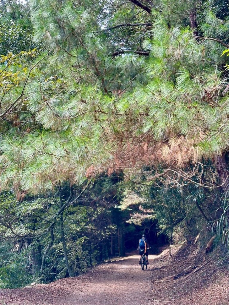 20251014雪見遊憩區 🚴‍♂️咖搭車走司馬限林道上東洗水山兩刷北坑山至大板根_2916398