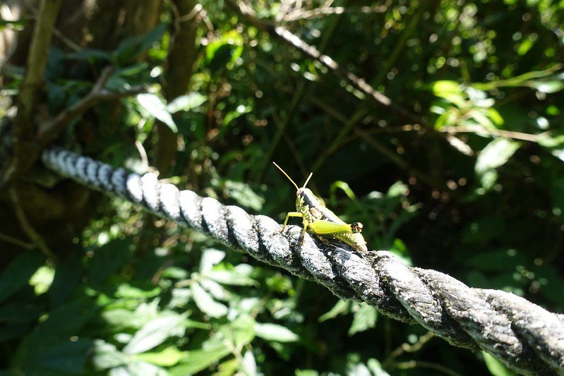 燦光寮山-年輕人爬山趣封面圖