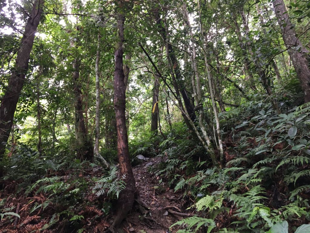 2018/06/18高台山連走島田三山_353645