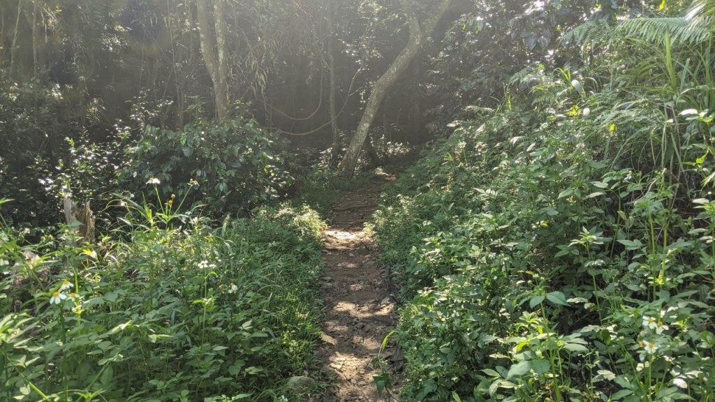 蝴蝶谷瀑布步道｜唐麻丹山登山步道 (松鶴部落上)_1900063