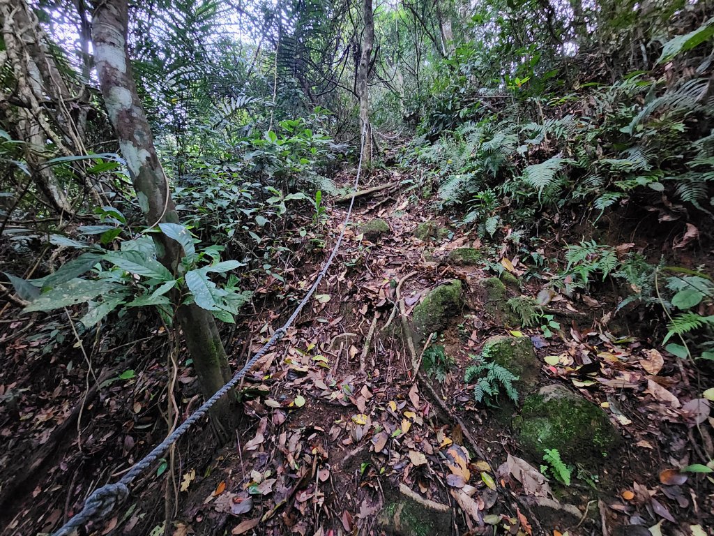 20250309高甫山彩和山大庭頂山金山O型_2769606