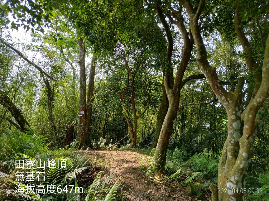 [新竹橫山]田薯縱走...田寮山+毬子山+水頭排山+鎮石山+薯園山封面圖