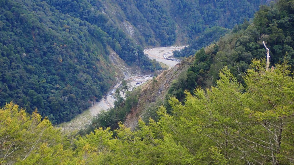 台灣最高如神般存在的大安溪倚天劍巨木探訪_2747939