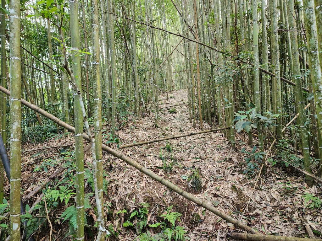 20240804鬼澤山、梅山、梅后蔓瀑布_2613408