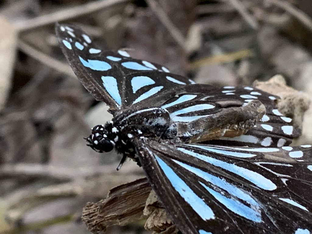 20260117台南阿拉溪斜瀑群縱走糖子恩山-水山頂山_2985225