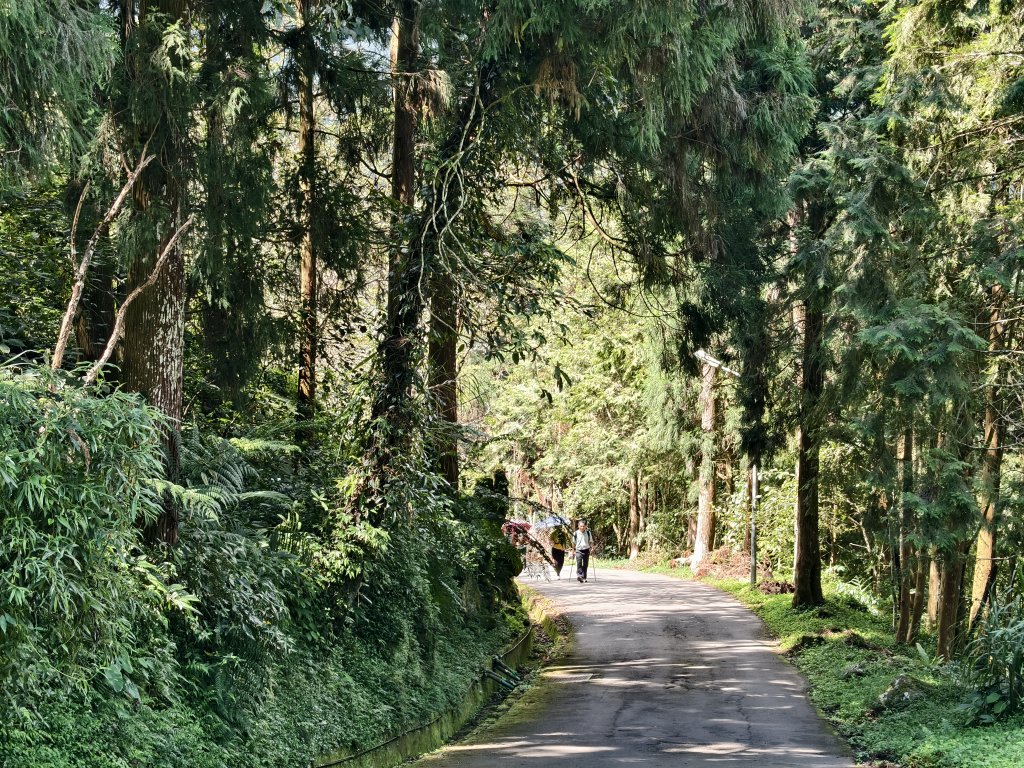 [百山百鳥尋旅-05/15] 2025_0830 溪頭賞鳥步道_銀杏步道_2875514