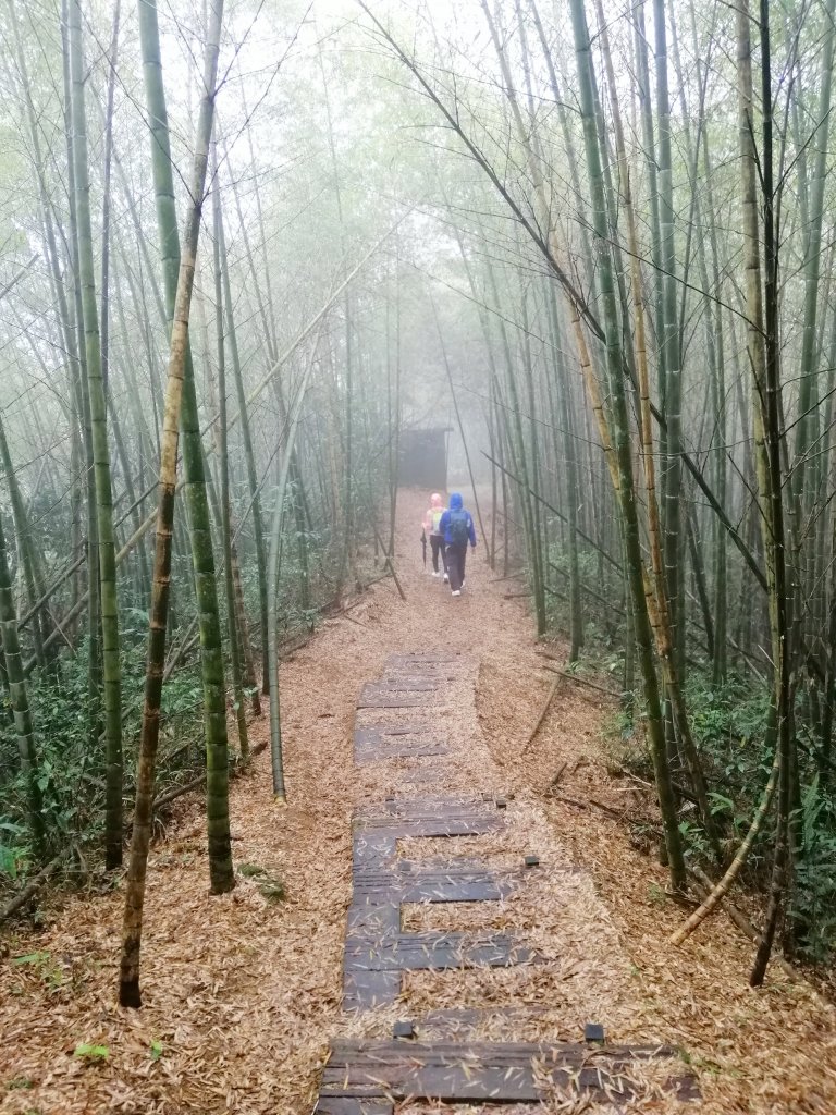 拾階而上的茶園風光。嘜走嘜走步道_755127