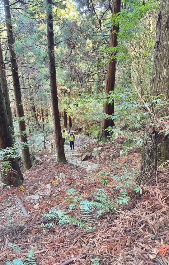 觀霧-榛山步道_2926097